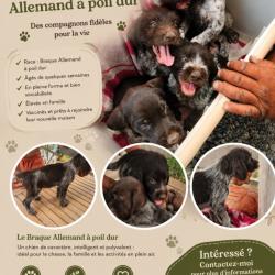 Vends chiots drathar Parent chasseur petit et gros gibierChiots eveiller et  dispo Vacciner