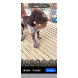 Chiots draathar