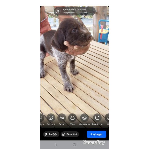 Chiots draathar
