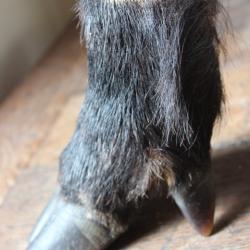 Pied de sanglier