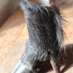 Pied de sanglier fin