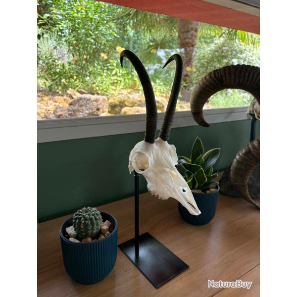 Pi�destal brocard chamois et isard