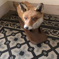 Renard naturalis&eacute;
