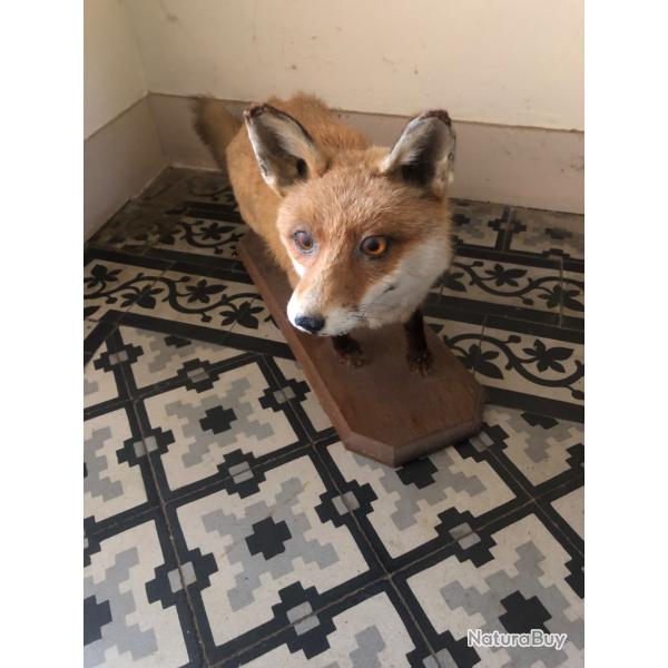 Renard naturalis�