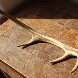 Bois de cerf