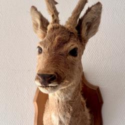 Troph&eacute;e de chasse. Chevreuil