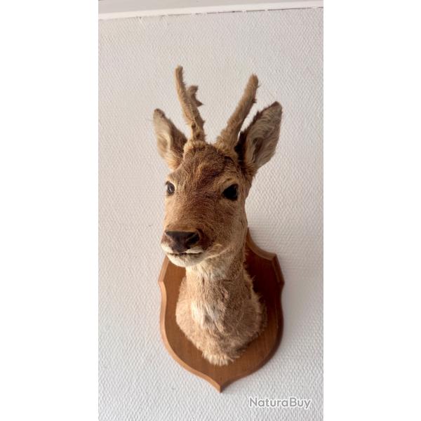 Troph�e de chasse. Chevreuil