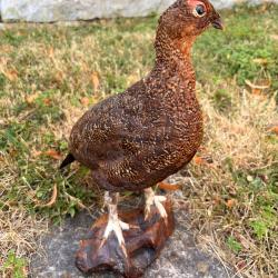 Grouse