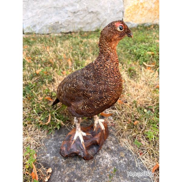 Grouse