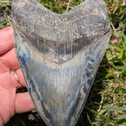 Megalodon - 14.2 cm haute - fossile 100% naturel - top qualit&eacute;