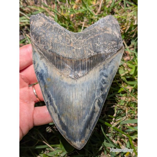 Megalodon - 14.2 cm haute - fossile 100% naturel - top qualit�