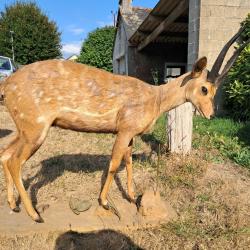 Taxidermie de Guib harnach&eacute; ; Tragelaphus scriptus #LM26