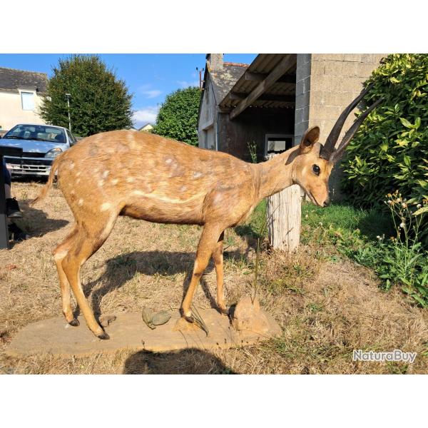 Taxidermie de Guib harnach� ; Tragelaphus scriptus #LM26