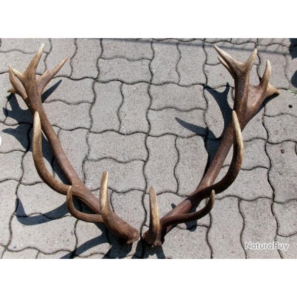 Rarissime paire de mue de cerf - 6000 grs - 85 cms et 85 cms - 22 cors