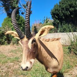 Taxidermie d'antilope Rouanne ; Hippotragus equinus #LM26