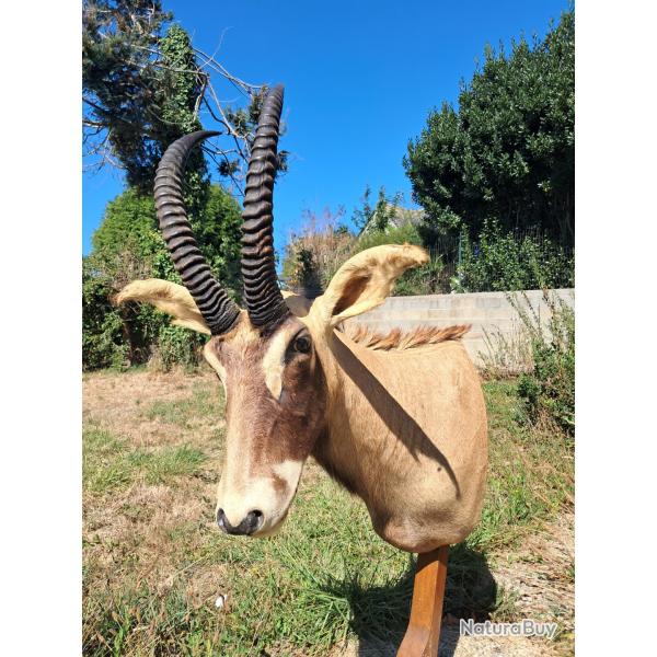 Taxidermie d'antilope Rouanne ; Hippotragus equinus #LM26