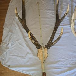 Lot de 5 troph&eacute;es de cerf - Cr&acirc;nes et bois (50 &agrave; 90 cm) - D&eacute;coration / Taxidermie