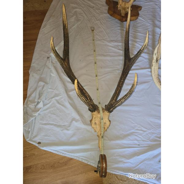 Lot de 5 troph�es de cerf - Cr�nes et bois (50 � 90 cm) - D�coration / Taxidermie
