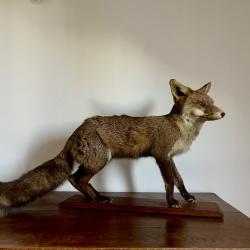 Renard naturalis&eacute;