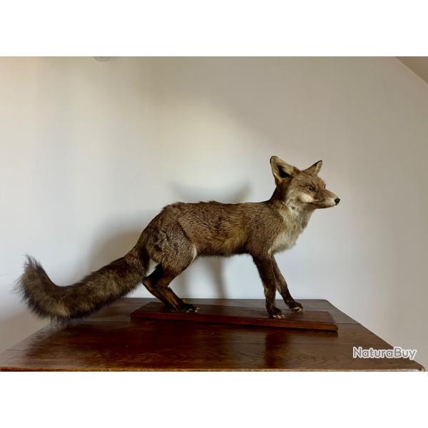 Renard naturalis�