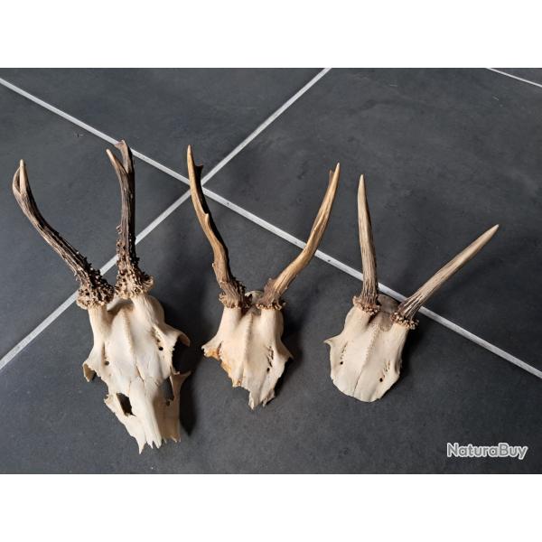 Lot de 3 massacres de chevreuil #070338