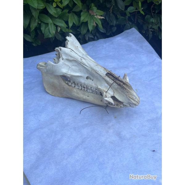 Cr�ne de sanglier curiosit�