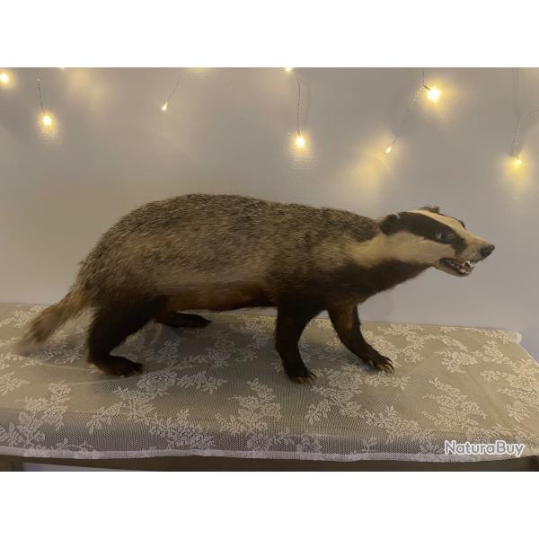 Blaireau naturalis�