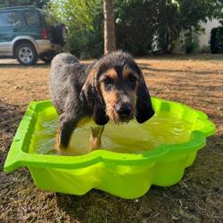 Chiots nivernais