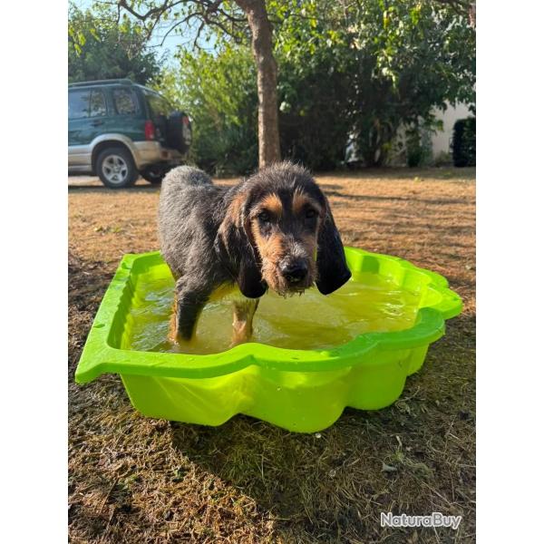 Chiots nivernais