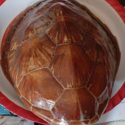 Carapace de tortue