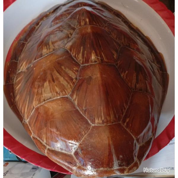 Carapace de tortue