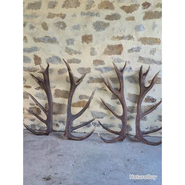 2 paires de mues de cerfs 16 cors