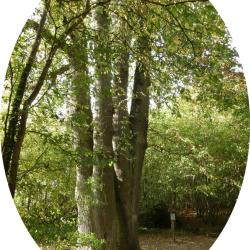 Place disponible au poste  - Association de chasse des Six Fr&egrave;res - For&ecirc;t domaniale de Dourdan