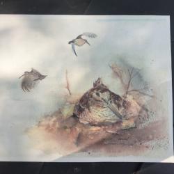 Aquarelle b&eacute;casse