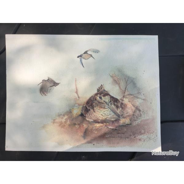 Aquarelle b�casse