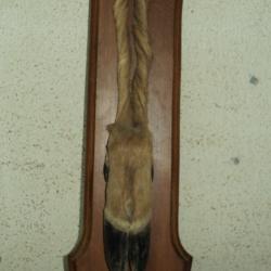 PIED D'HONNEUR DE CERF avec sa plaque