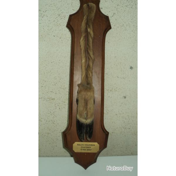 PIED D'HONNEUR DE CERF avec sa plaque