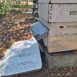 RUCHE DADANT 12 CADRES + HAUSSE PLEINE