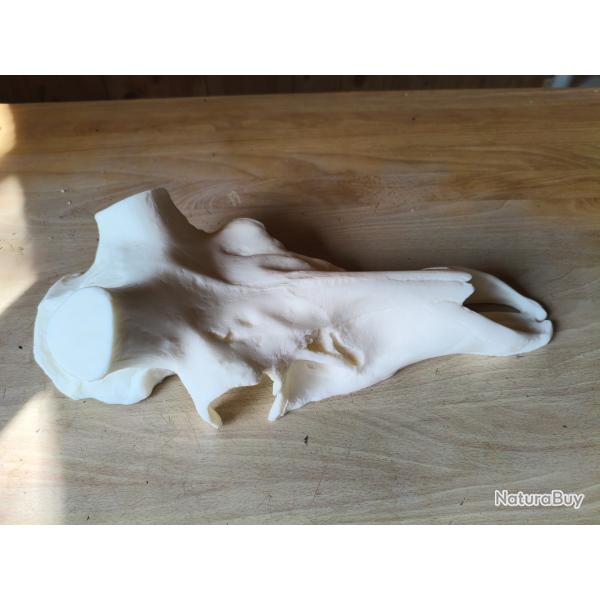 Faux cr�ne r�sine cerf entier diam�tre 55mm