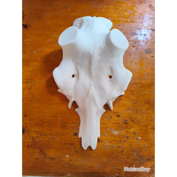 Faux cr�ne r�sine cerf diam�tre 50mm