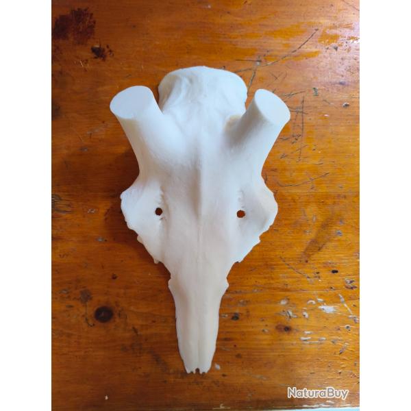 Faux cr�ne r�sine cerf diam�tre 60mm