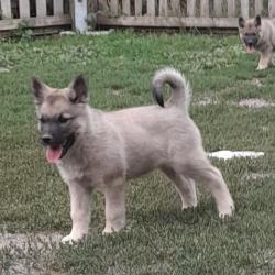 Chiots elkhound