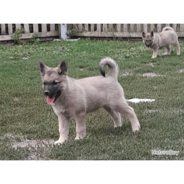 Chiots elkhound