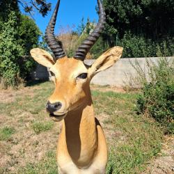Taxidermie de Cobe de Loder ; Kobus loderi #LM26