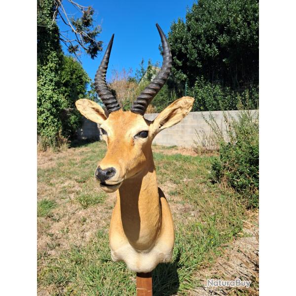 Taxidermie de Cobe de Loder ; Kobus loderi #LM26
