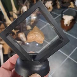 Cadre dent requin fossile #L28R(1)