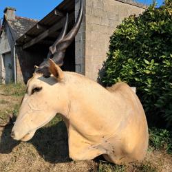 Taxidermie d' Eland du Cap ; taurotragus oryx #LM26