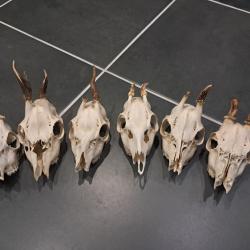 Lot de 6 cr&acirc;nes de chevreuil t&ecirc;te bizarde #070339