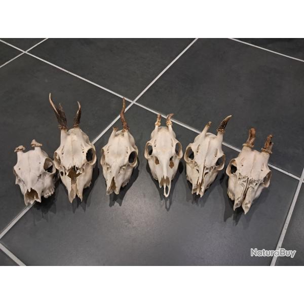 Lot de 6 cr�nes de chevreuil t�te bizarde #070339