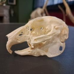 Cr&acirc;ne de lapin nain #3107(5)